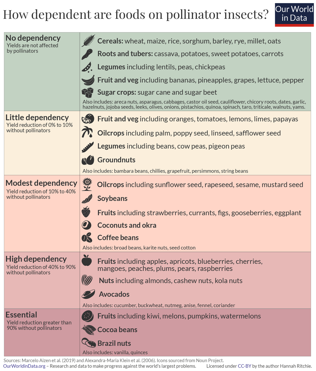 Many are (quite rightly) concerned about what a decline in pollinator insects means for food production.

In my latest <a href="/OurWorldInData/">Our World in Data</a> article I look at how much of our food is dependent on pollinators: ourworldindata.org/pollinator-dep…