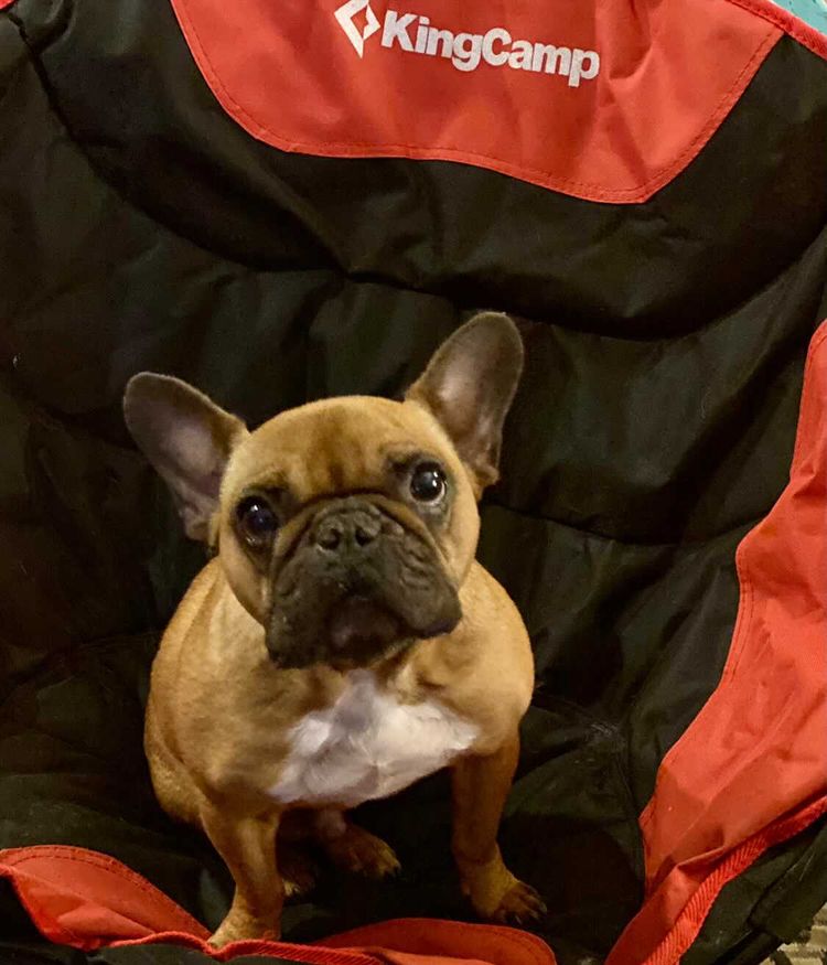 KingCamp tweet media