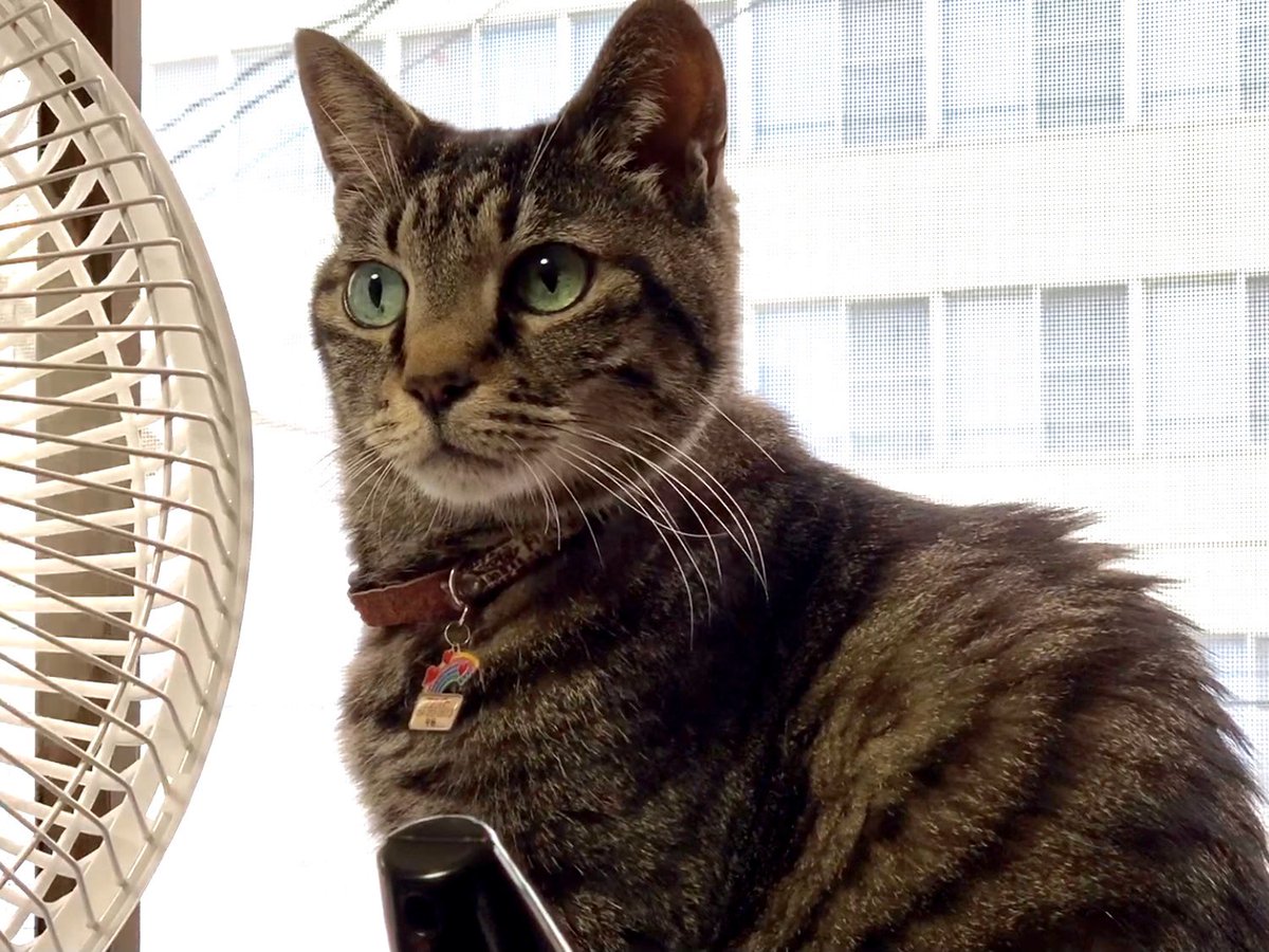キジ猫 番長 على تويتر ユーカリの葉 青酸やタンニンなど防虫剤にも使われるほどの猛毒が含まれる この毒 入りの葉っぱが食べられる体になったことでコアラは生存競争に勝ち残った しかし 毒は毒 栄養も少なく解毒の為のエネルギーも必要で エネルギーを節約するため