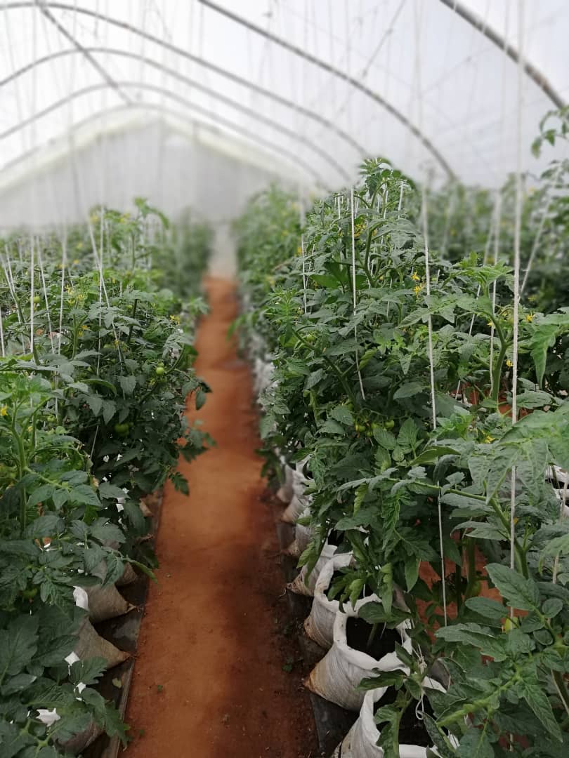 misswezwez's tweet photo. How it started 🌱
How its going 🍅

Our greenhouse tomatoes are ready 😄 DM to order MK 700 a kg within #Mzuzu https://t.co/WRfUMDKkZo