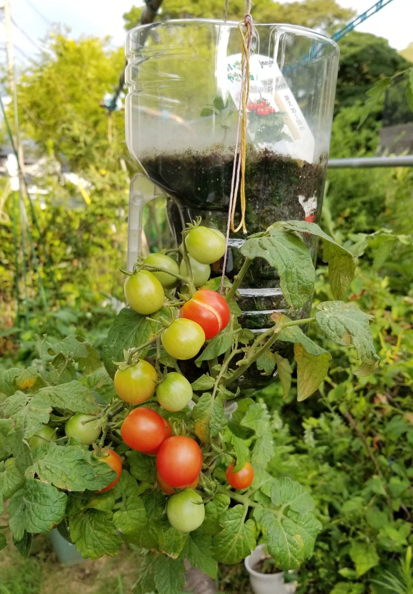 背丈の低いミニトマト🍅育成記録✨ على X: 背丈の低いミニトマト🍅育成記録✨ على X: