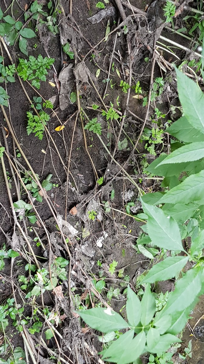 Here's the damage done to the River Graveney & then the Wandle by one of London's worst sewers. 
The Graveney's river bed is grey, banks strewn with sanitary waste. This flows to the Wandle on the left. Chalk streams. 158 overflows last year. 
Take action: londonwaterkeeper.org.uk/action-real-ti…