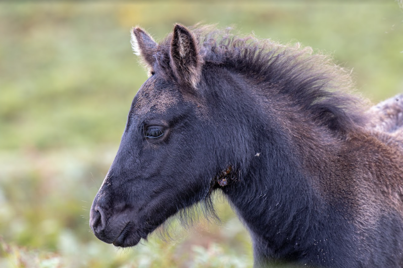 Visitors of Dartmoor are being urged to stay away from its native ponies to help stop the spread of a vicious new strain of strangles

<a href="/dartmoorponyht/">dartmoorponyheritage</a> is trying to contain the outbreak within its 450-hectare site to protect its herd of 27 ponies

➡️bit.ly/2V5oyOV