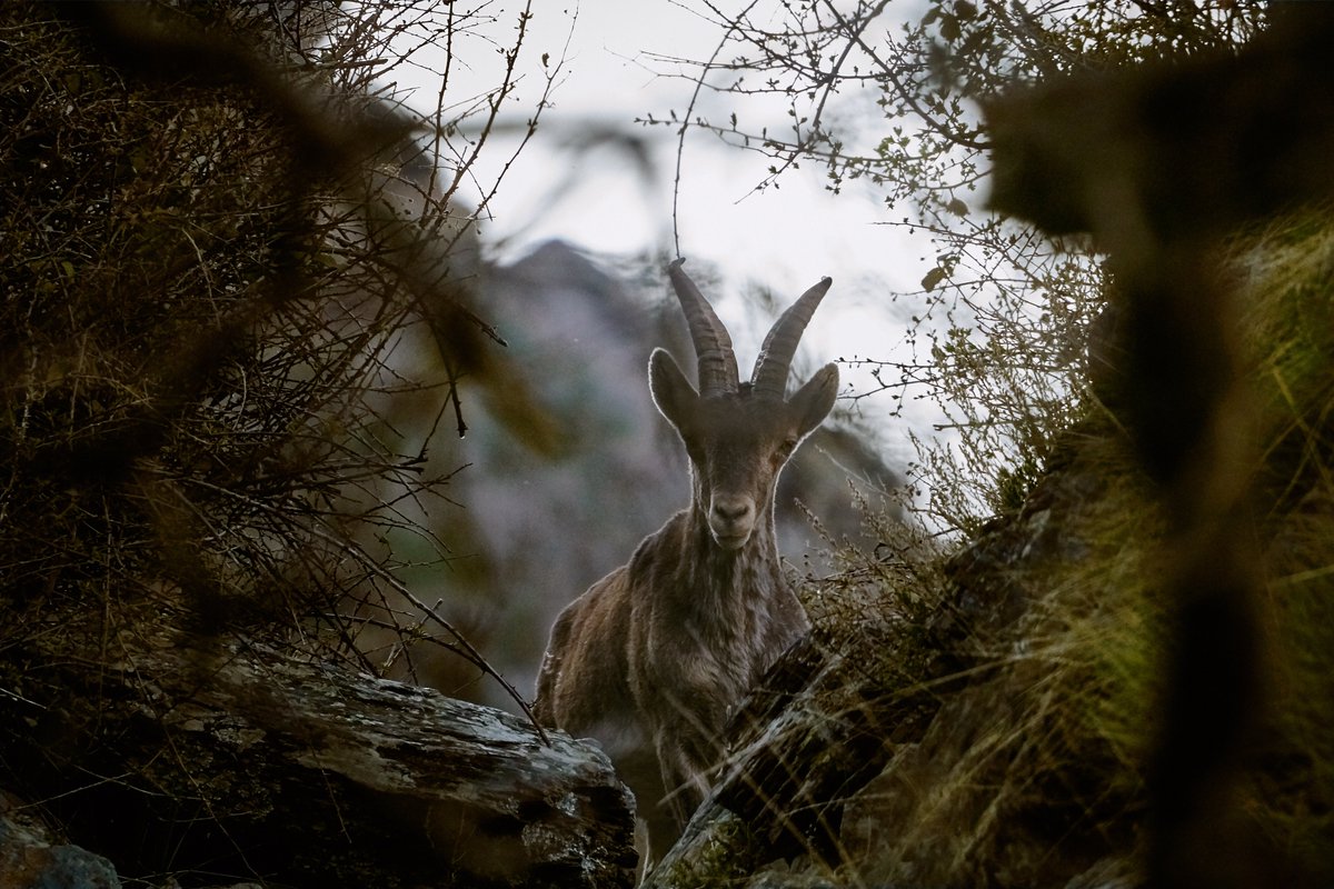Más de la mitad del PIB mundial, 44 billones de dólares, depende de la #naturaleza 💸

Según el Informe de Riesgo Global 2020 del <a href="/wef_es/">Foro Económico Mundial</a>, la pérdida de #biodiversidad y el colapso de los ecosistemas están entre las 5⃣ principales amenazas a las que se enfrenta la humanidad.