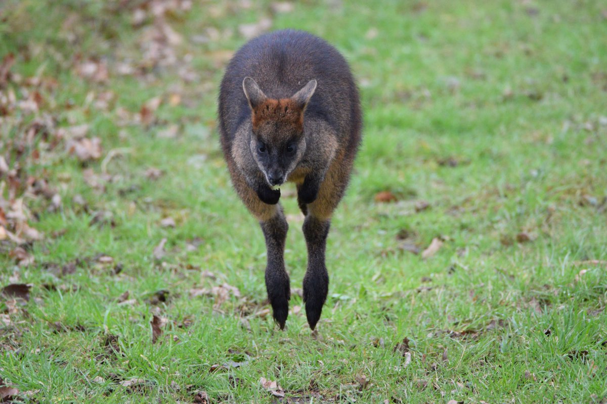 WelshMountainZo's tweet photo. When you thought that extra 10 minutes of sleep was a good idea... 🙈
#MondayMorningMania #NoMoreWeekend #SwampWallaby #WelshMountainZoo
📷 Matt Rimmer https://t.co/CWkZx0ZhSS