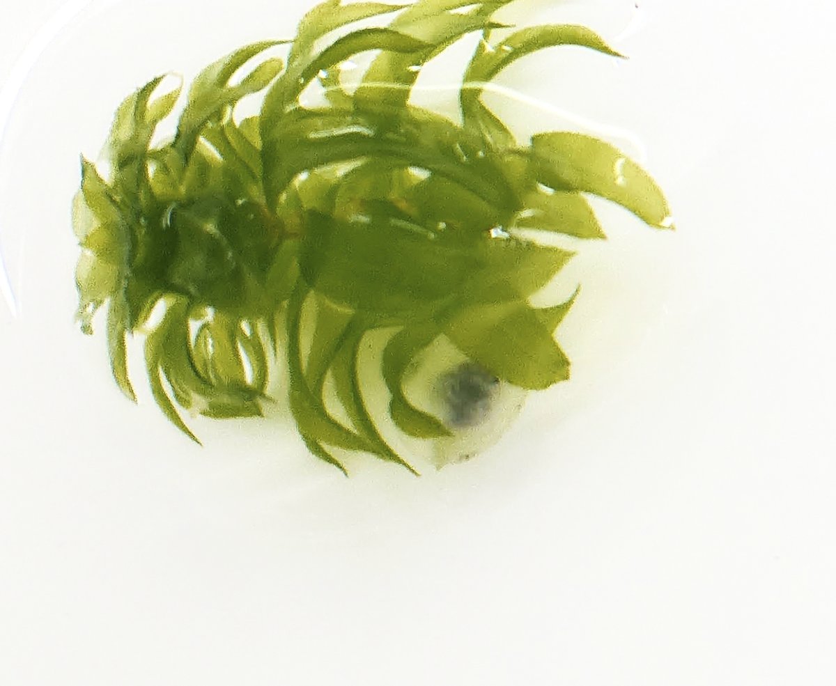 ここ一ヶ月アマミシリケンイモリが産卵しても全部無精卵。かびてしまう。オスを入れ替えたり水質いじったりマラカイト使ってみたけど効果ないみたい。写真の卵もとろけてきてる。水温は23℃－25℃ぐらい