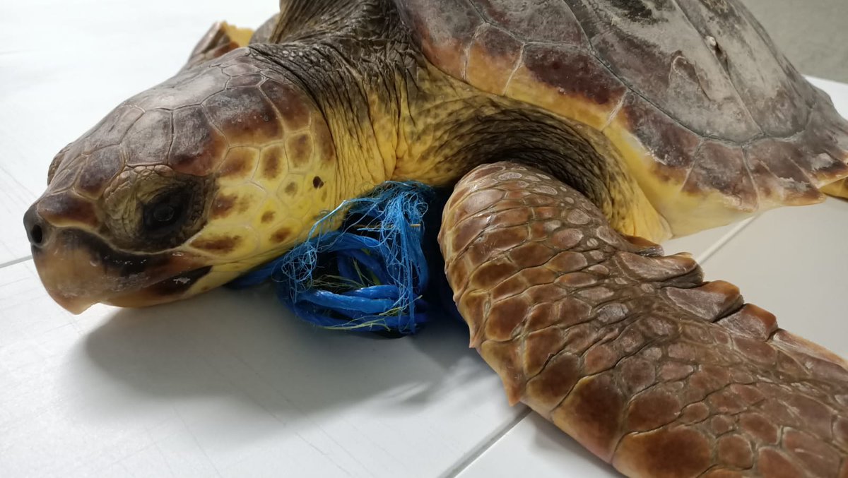 Si encuentras una tortuga enredada, no cortes el sedal, llama al 112 para que sea atendida por un centro de recuperación. 
Cortar el sedal, si hay efecto torniquete, puede poner en peligro al animal.