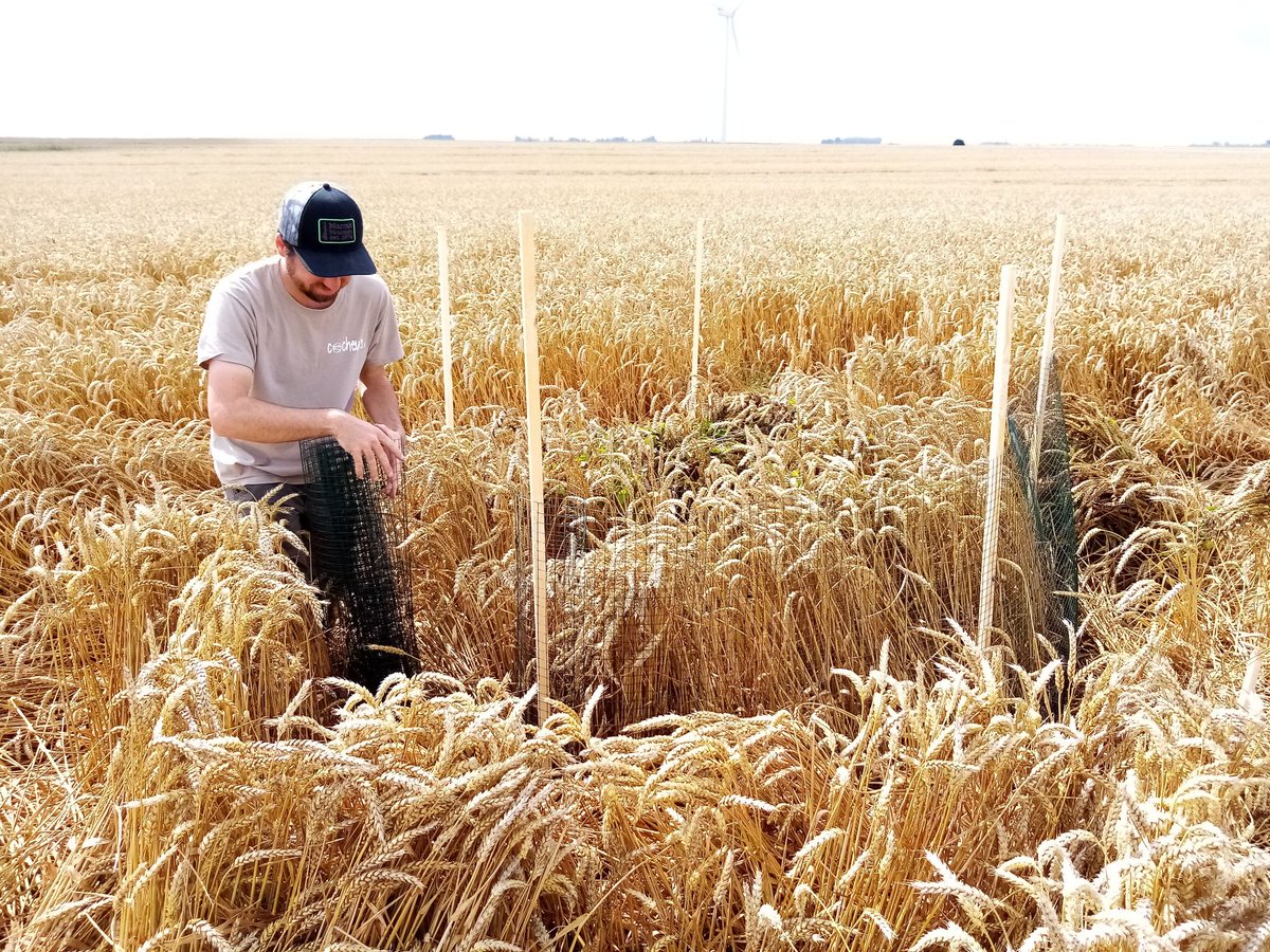 Toujours en quête de préserver la biodiversité de notre région, notre équipe de naturaliste réalise des opérations de sauvegarde des jeunes busards 🪶
