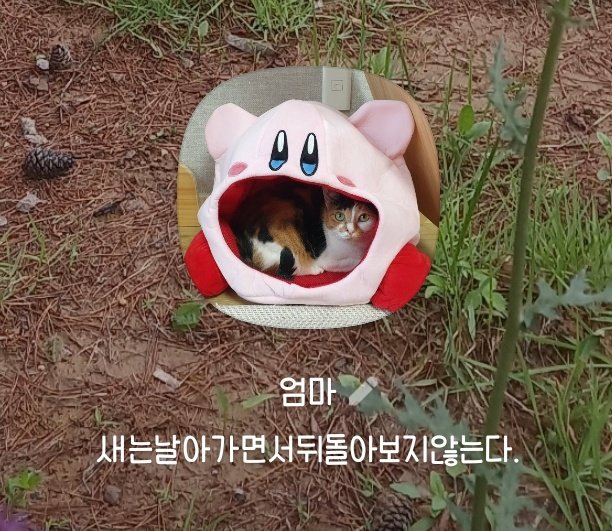 예린 tweet media
