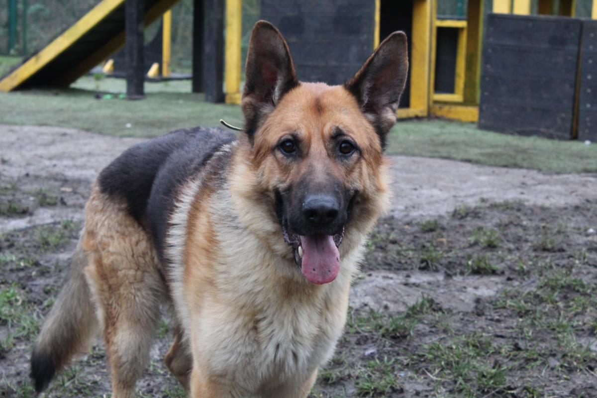 Please retweet to help Axil find a home #LIVERPOOL
Very stressed in the kennels, desperate to be in a home best with adults as only pet, may need to return for vet appointments please share to help this stressed out lad?
DETAILS👇
dogstrust.org.uk/rehoming/dogs/…
#dogs #England #pets