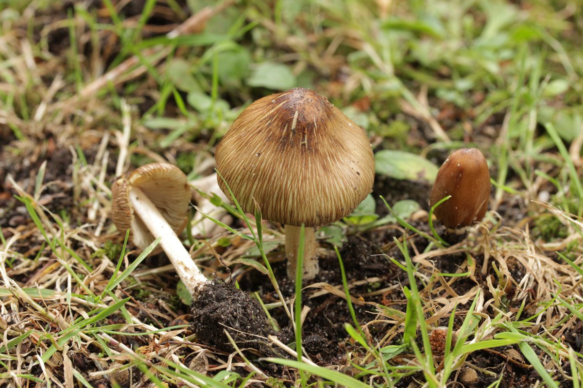 RPilze's tweet photo. Inosperma maculatum
#Inospermamaculatum #Inosperma #Inocybemaculata #Inocybe #frostyfibrecap #Inocybemaculé #GefleckterRisspilz #mushroom #mushrooms #fungus #fungi #pilz #pilze #champignons #champignon #nature #natur https://t.co/OB47l6E8eF