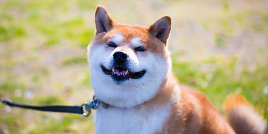 Sippo ルーツ 性格 オスとメスの違い 知っておきたい柴犬の基礎知識 T Co Gwopabotzm 柴犬は魅力あふれる犬種ですが 一方で彼らとの暮らしに悩みを抱える方も少なくありません 柴犬についてもっと知ってほしい と 日本犬に詳しい山下國廣獣