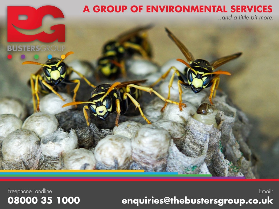 Comprehensive insect removal services

Once insects have taken hold and started to multiply, they quickly become intolerable

Contact us today: 08000 35 1000

thebustersgroup.co.uk/insect-removal

#PestControl #wasps #infestations #WestMidlands