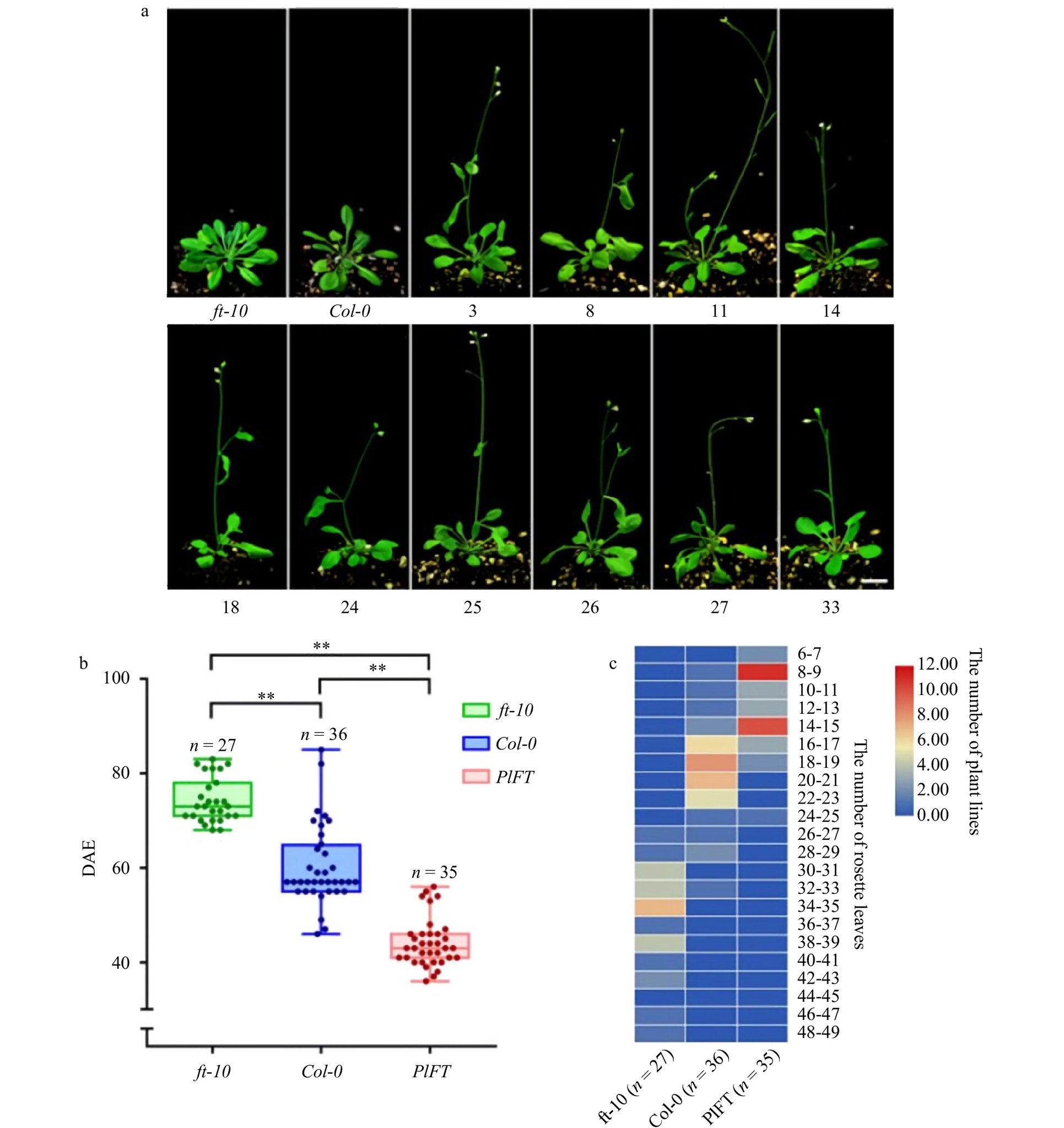 Ornamental Plant Research on Twitter "Identification and functional