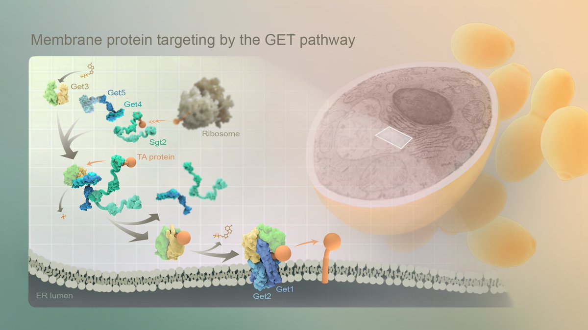We're excited to feature Dr. Bil Clemons <a href="/clemonslab/">Clemons Lab <a href="/Caltech/">Caltech</a></a> for #SeeingDiversity! Dr. Clemons is a structural biologist, Prof of Biochem @Caltech in <a href="/CaltechCCE/">Caltech Chemistry & Chemical Engineering</a> &amp; <a href="/UUtah/">University of Utah</a> alum! <a href="/Ann_HuiLiu/">Ann (Hui Liu)</a> worked w him to create this illustration depicting the GET pathway for membrane protein targeting.