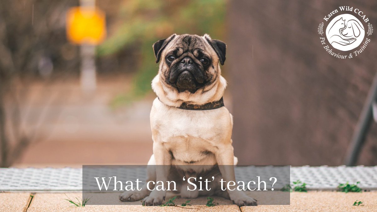WildPaw's tweet photo. What can ‘Sit’ teach? Calmness, steady response, relaxation, stay put until asked, no need to jump up for things. So much more than just throwing a shape!
#dogbehaviour
#dogbehaviourist
#dogbehaviourtraining
#dogbehaviourmodification
#dogbehaviourspecialist https://t.co/jlZRpUtdbJ