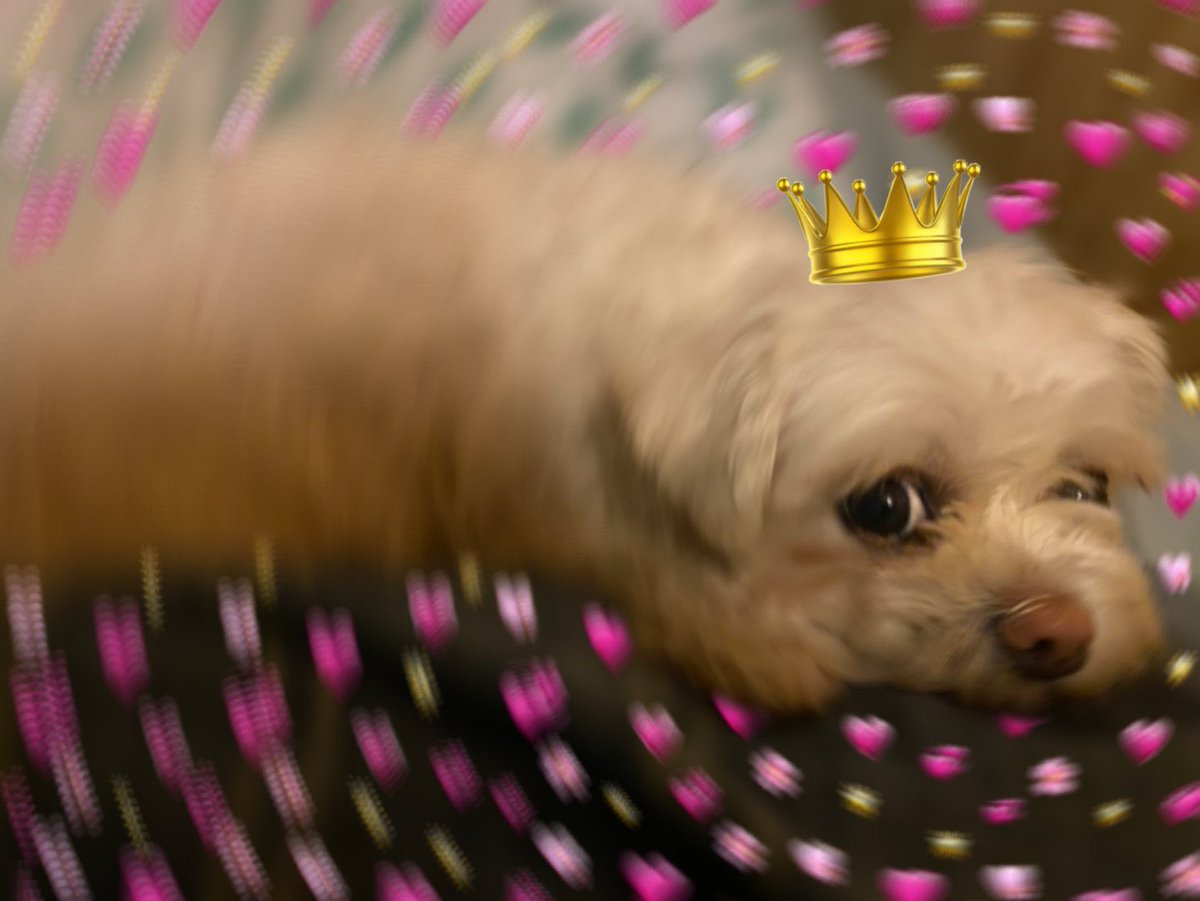 Rat the Dog tweet media
