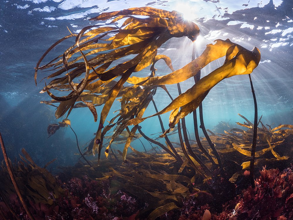 While giant and bull kelp get all the glory for their overarching canopies, there are many shorter species of algae that also forest the reefscape.

🧵1/4