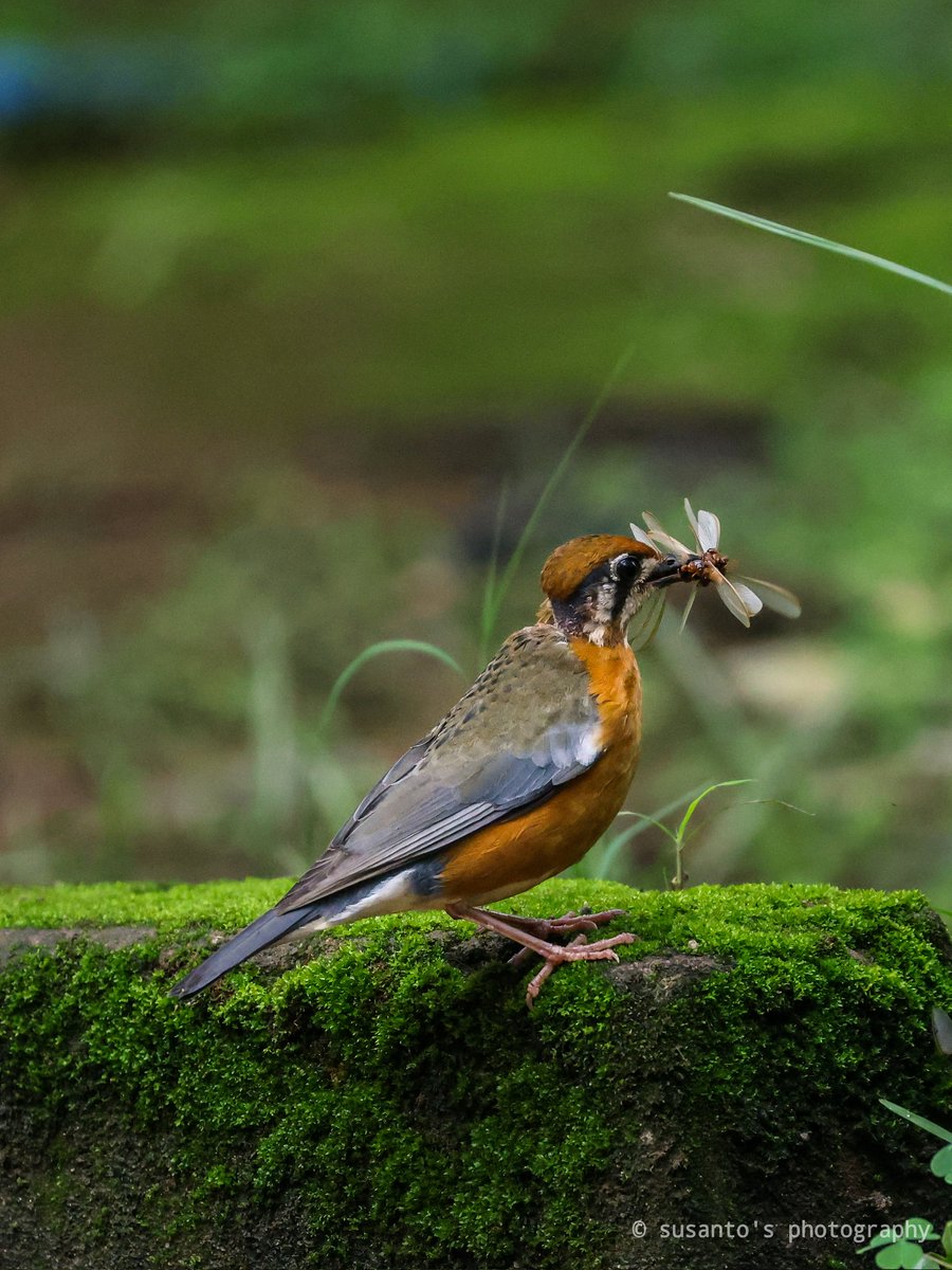 A mouthful feeding for my babies 
Orange-headed Thrush From a bird's paradise Rajuguda, Odisha. India 
#IndiAves <a href="/dfo_jeypore/">DFO Jeypore</a> #districtforestofficerkoraput #BirdsSeenIn2021 #birdphotography