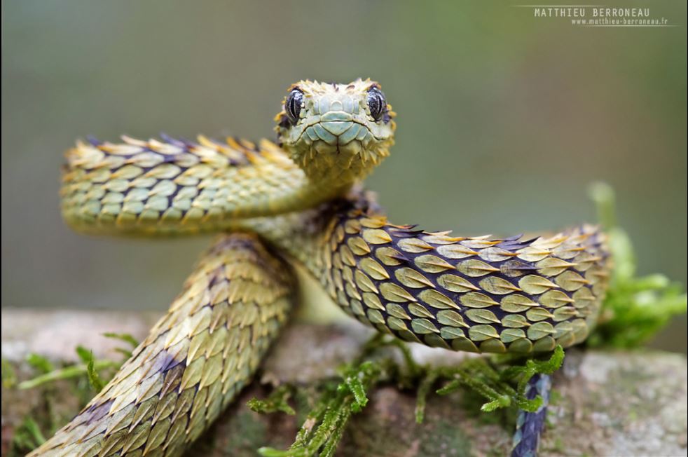 Leolupus's tweet photo. #SnakeOfTheWeek The hairy bush viper (Atheris hispida), native to central Africa. Photo by Matthieu Berroneau. #snakes #reptiles #animals #wildlife https://t.co/twCItGda1Q