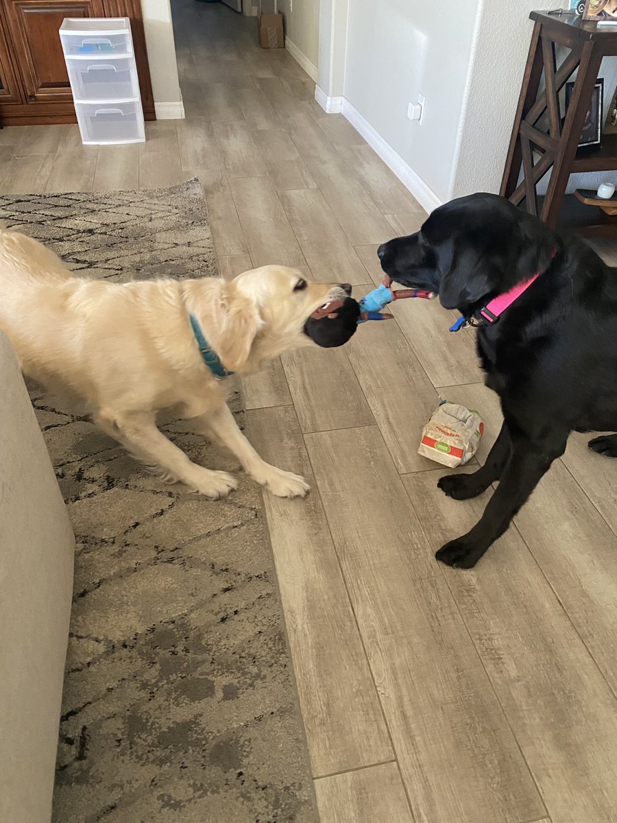 mfdSam's tweet image. Not championships or MVPs, it’s when you are the FAVORITE dog toy that you know that you made it in the world @KingJames @barkbox