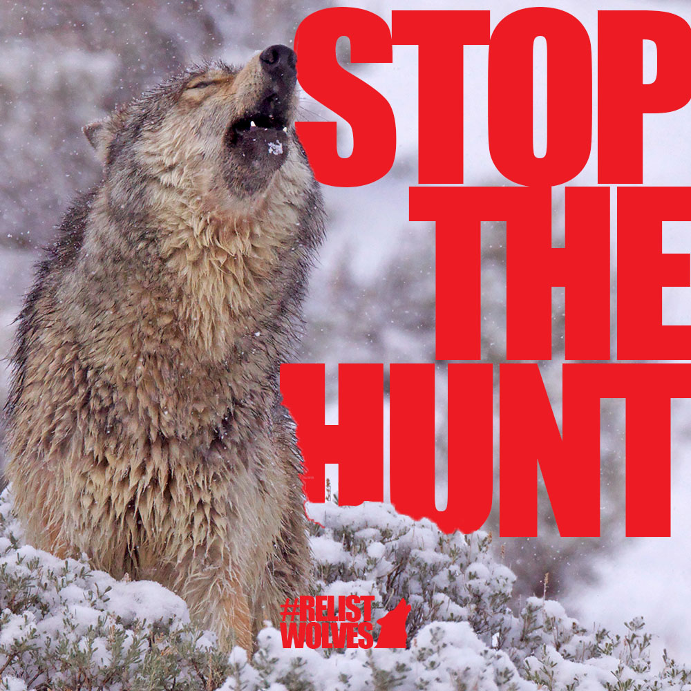 GoodWolfPAC's tweet image. 