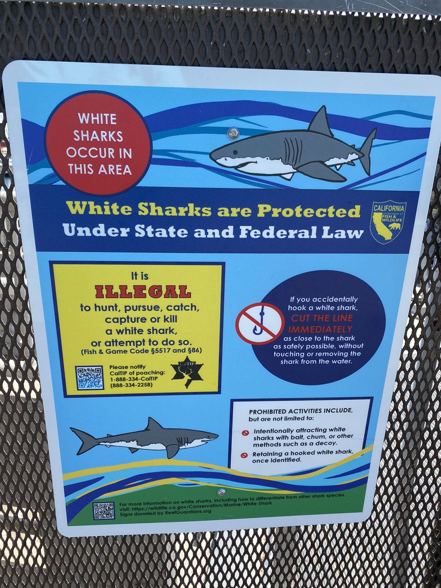 New fishing rules aims at curbing great white shark hunting
