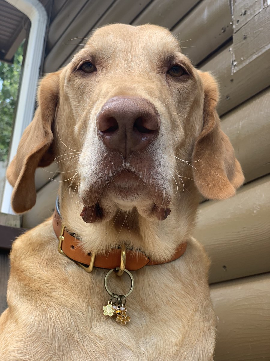 HideSteel's tweet image. #WEEKLONG #SALE!!! 20% OFF ALL #DOG COLLARS! Join these #SteelHideDogs wearing #handcrafted, quality collars made in the USA 🇺🇸 #dogsoftwitter #dogs #petsupplies #pets #OhioMade #Ohio #Buckeyes