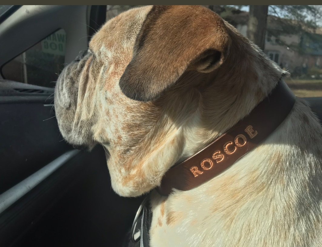 HideSteel's tweet image. #WEEKLONG #SALE!!! 20% OFF ALL #DOG COLLARS! Join these #SteelHideDogs wearing #handcrafted, quality collars made in the USA 🇺🇸 #dogsoftwitter #dogs #petsupplies #pets #OhioMade #Ohio #Buckeyes