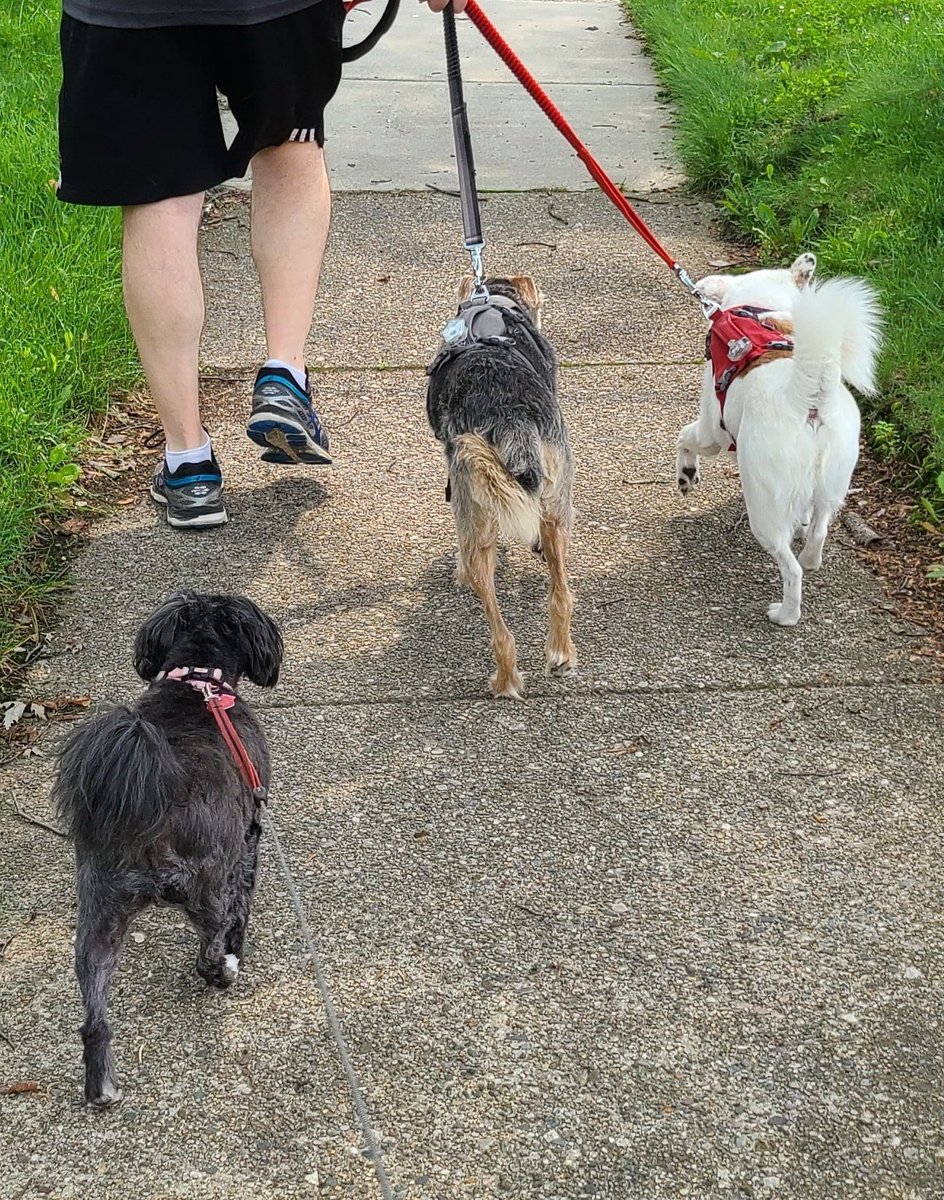 HideSteel's tweet image. #WEEKLONG #SALE!!! 20% OFF ALL #DOG COLLARS! Join these #SteelHideDogs wearing #handcrafted, quality collars made in the USA 🇺🇸 #dogsoftwitter #dogs #petsupplies #pets #OhioMade #Ohio #Buckeyes