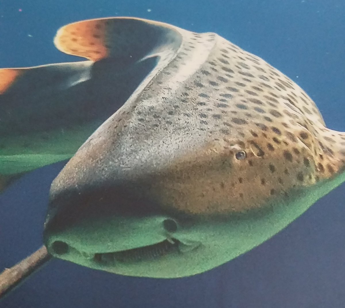 GChahuneau's tweet photo. Bonjour 

Moi je veux être un poisson, un de ceux qui file à tout vent le plus loin possible, découvrir des trésors cachés. Et vous ?

Bonne journée 

#auteure #musique #bookcommunity #livre #instaread #instareading #library #bookstagrammer #poisson #bookstagramfrance #cocoon https://t.co/gFYXuKlcIn