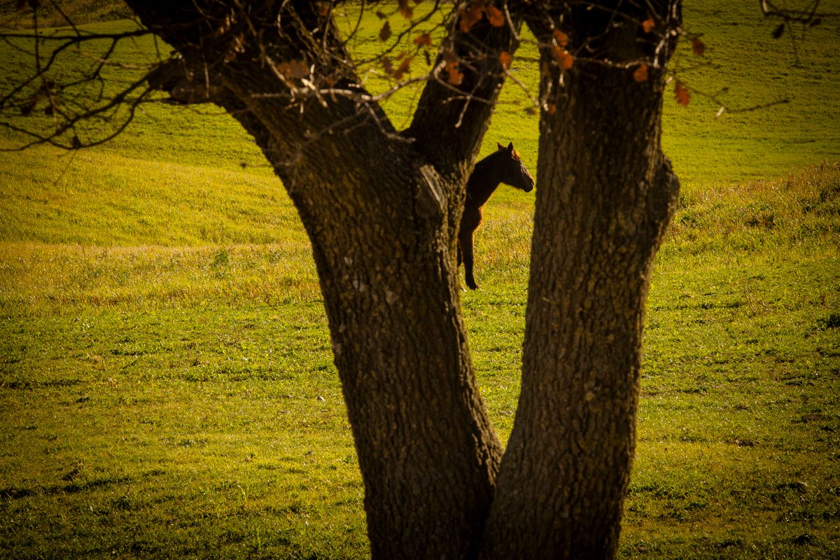 Il legame con il territorio è una componente fondamentale de Il Fiorino. 💛
I pascoli, l’aria, la natura sono determinanti per dare carattere e personalità ai nostri formaggi. 🏔
#ilfiorino #solocosebuone