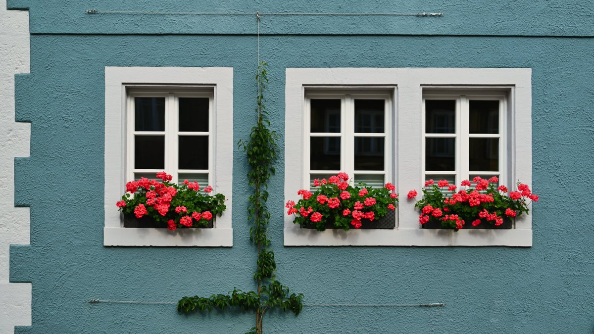 Beautiful Windows With Flowers

#rothenburgobdertauber #germany #summer2021