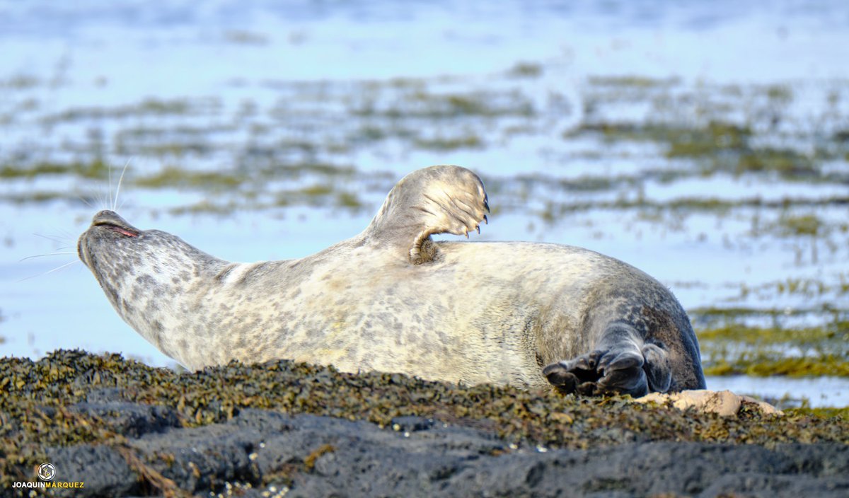 Ayer termino mi viaje por Islandia y me traje fotografías como estas. Todo un regalo que hoy en el día de mi 54 cumpleaños te quiero yo regalar a ti.

Fotografías realizada con la #fujixt3 y #fujinon100-400 más duplicador 1.4

<a href="/fujifilm_es/">Fujifilm España</a> #Iceland