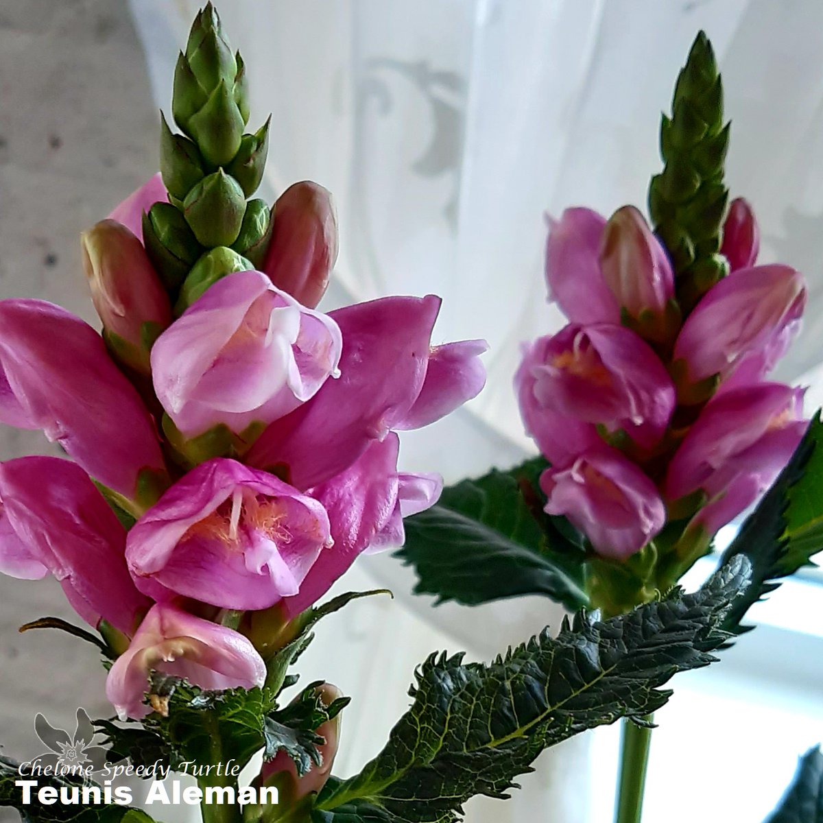 summerflowersNL's tweet image. Chelone Speedy Turtle. 

Geweldige naam voor een geweldige plant. 

De naam Chelone betekent letterlijk (land)schildpad. Deze naam is best te verklaren, omdat de bloemen van deze plant precies op de kop van een schildpad lijken. 

#Summerflowers #Chelone #SeizoensBloemen