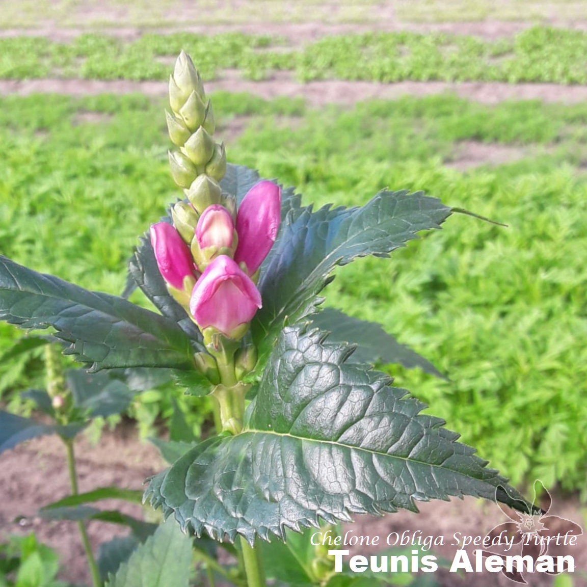 summerflowersNL's tweet image. In Nederland heet de Chelone ook wel schildpadbloem. Om de boel lekker ingewikkeld te maken wordt hij soms ook langekop genoemd. 

#Summerflowers #Chelone #SpeedyTurtle #SeizoensBloemen