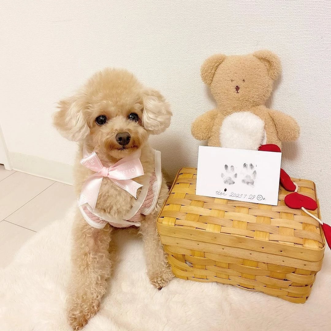 Kawaii Petto Kawaiipetto Jp Twitter