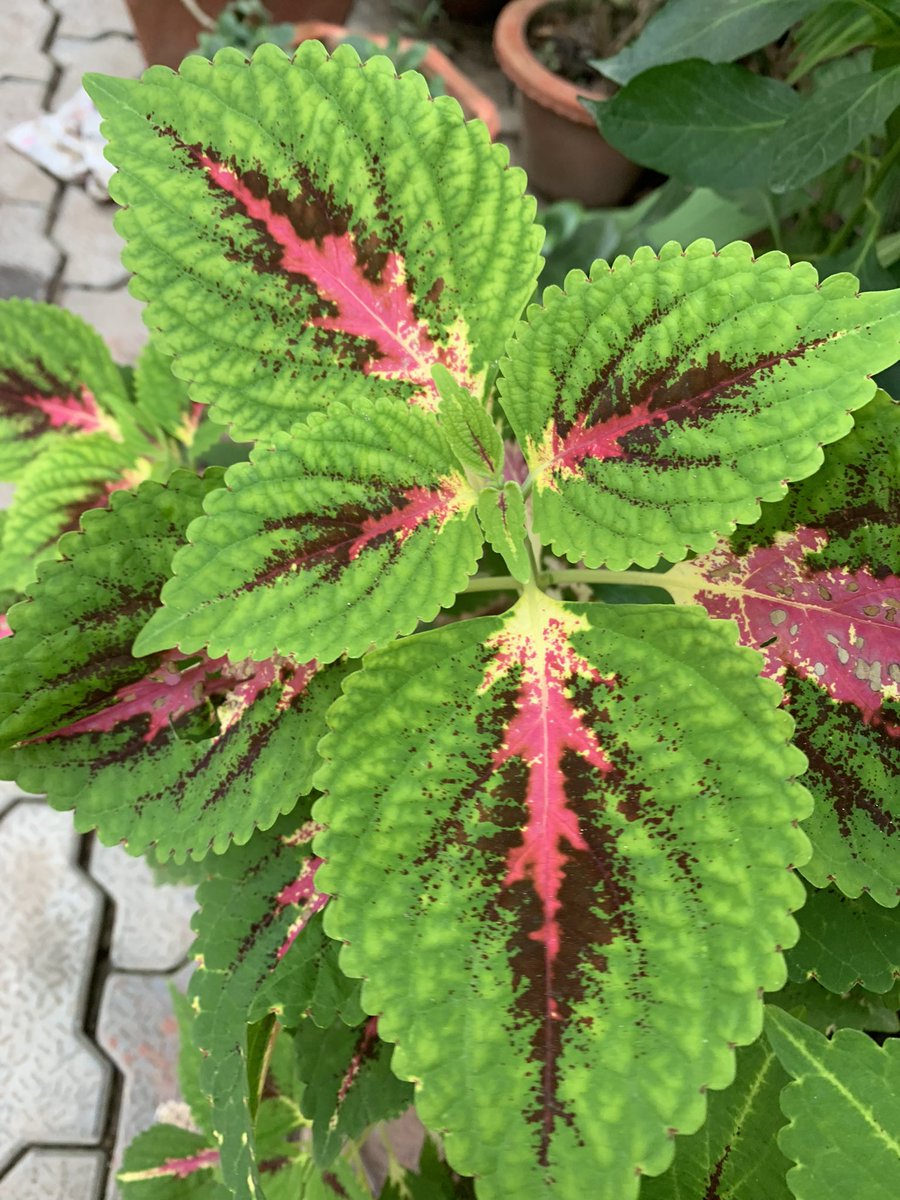 rksingh97263's tweet image. Before you act, you have freedom., but after you act, the effect of that action will follow you whether you want it to or not.