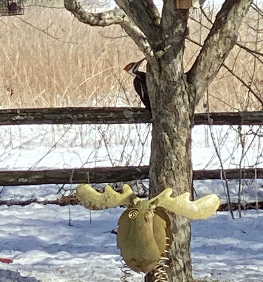 DefundBergman's tweet photo. G'morning #DefundBergman family! Bruce the Moose wants our @SeditionCaucus @RepJackBergman to know we'll still be seeking accountability when the snow returns! And his pileated woodpecker pal, &amp; the rest of us justice seeking beings will still be drilling for truth! #TruthMatters https://t.co/dGpQw9DdeI
