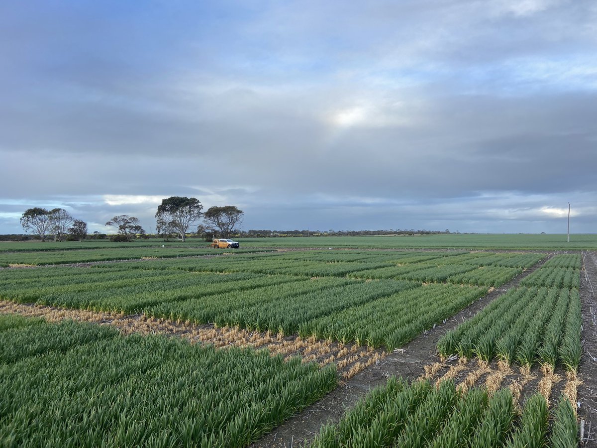 Starting to see some Massive N x P Responses at our Cascade research site. Models predicted no P response. 
Seeing responses up to 30P and 200N