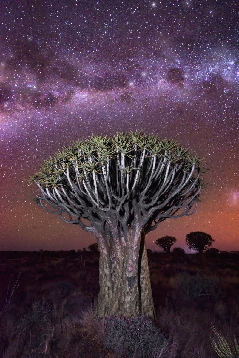 anshar's tweet photo. Aloe Tree Forest and Milky Way, Keetmanshoop, Namibia #namibia #keetmanshoop https://t.co/V0lCELwCxt