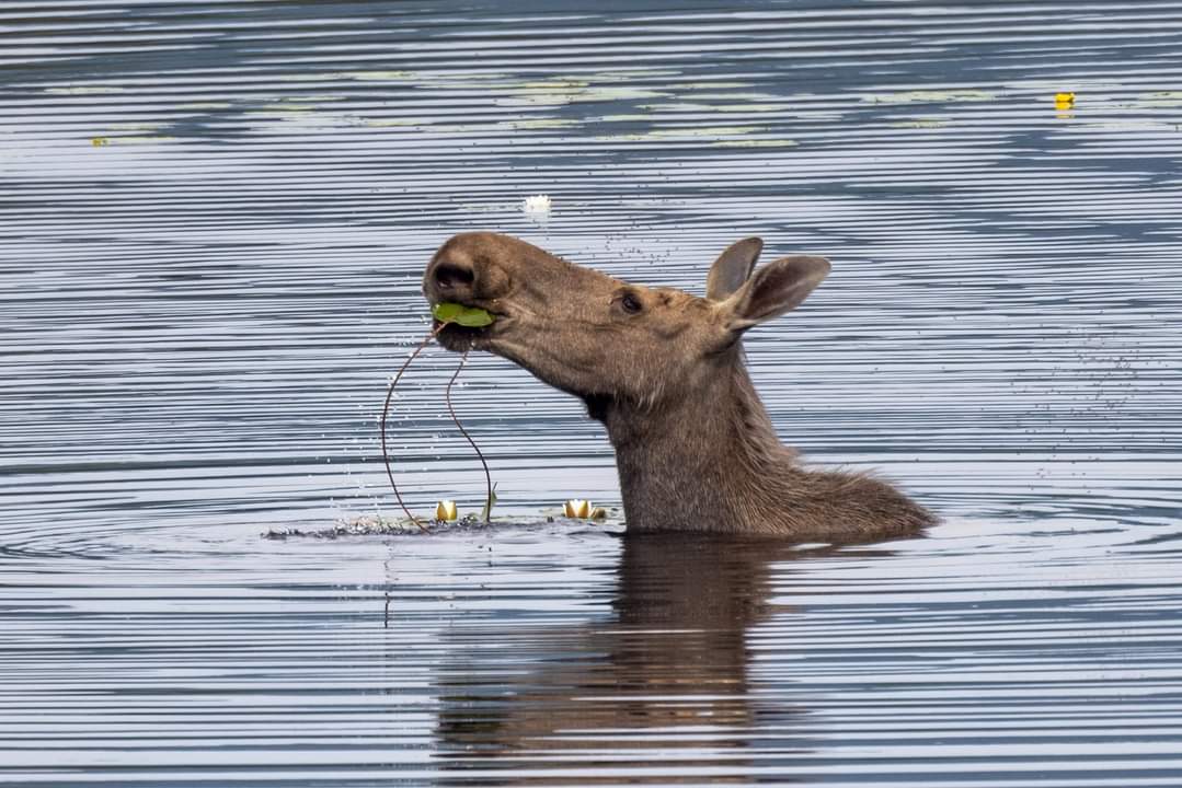 #MondayMoose Great shot 😍 Photo Bjørn Mobæk #Norway #wildlife #moose #mooselove