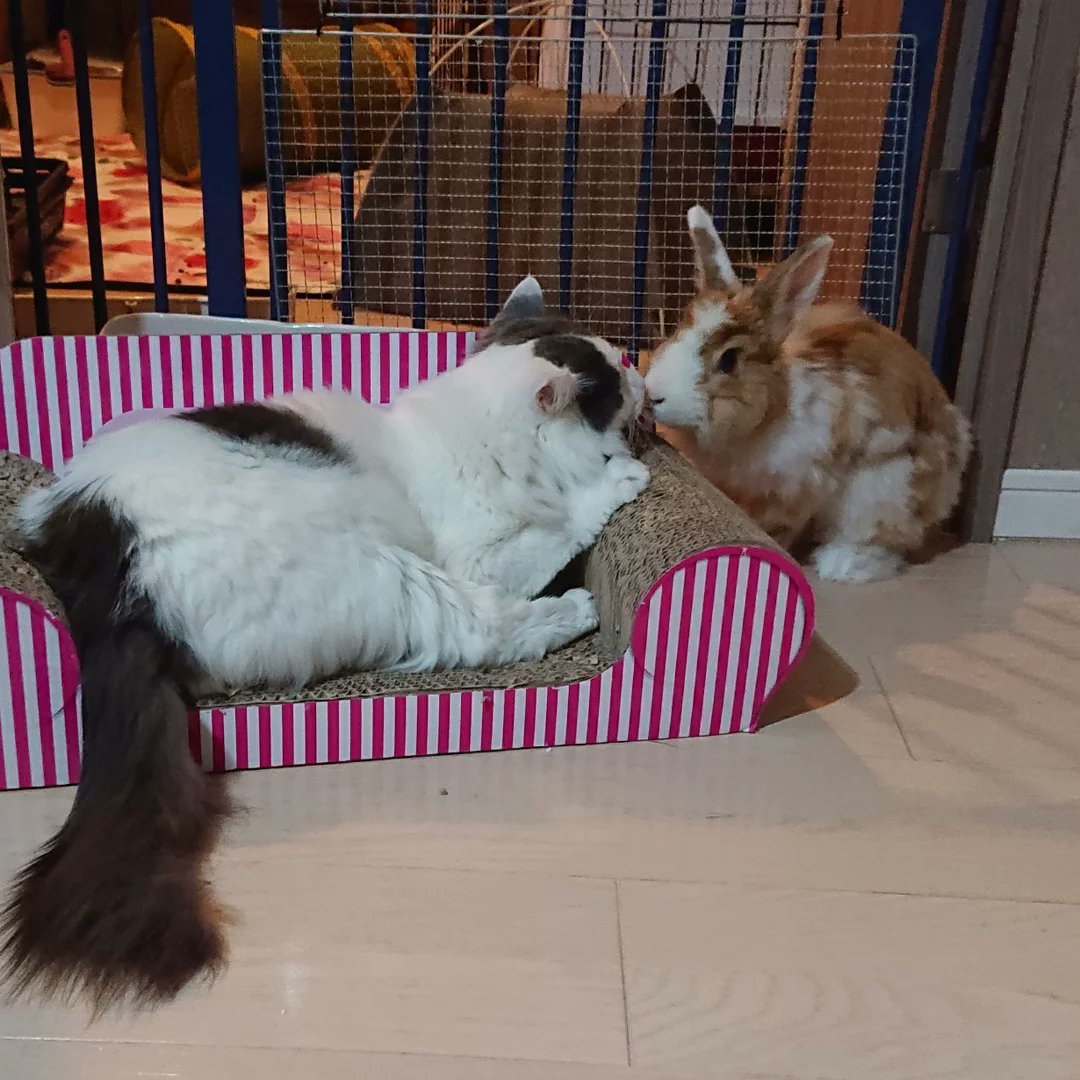 まゆ Xs4j295nip0fxsx Twitter