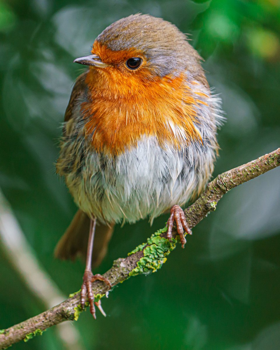 Robin 
.
.
#bird #birdphotography #amateurphotography #photography #wildlifephotography #wildlife #animal #animalphotography #cute #sonyphotography #naturelovers #nature_brilliance #ukwildlife #birdlovers #green #robinsofinstagram #robins #raw_community #portrait #feather_perfect