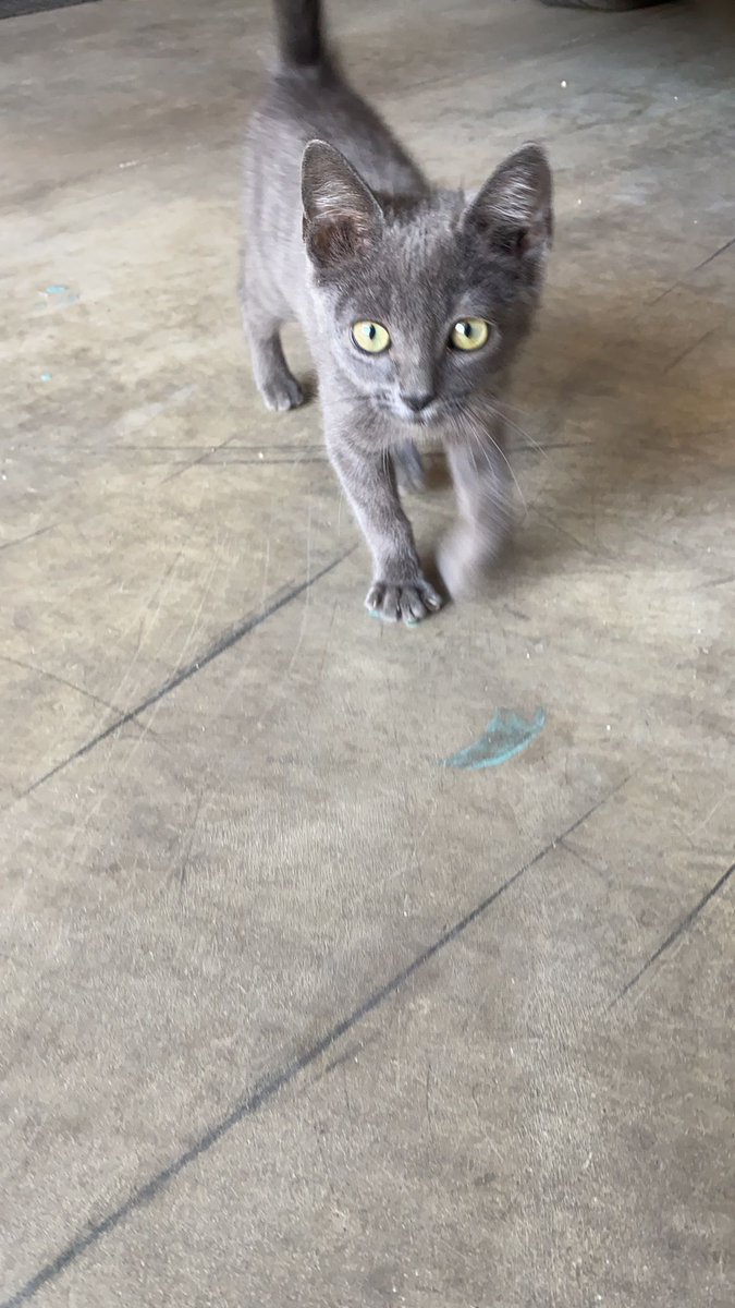 ApasaProtectora's tweet photo. URGE ACOGIDA
Este gatete, macho, de 3 mesecitos ha aparecido hoy solo. En Almagro, Ciudad Real. https://t.co/oStVXAB8bl