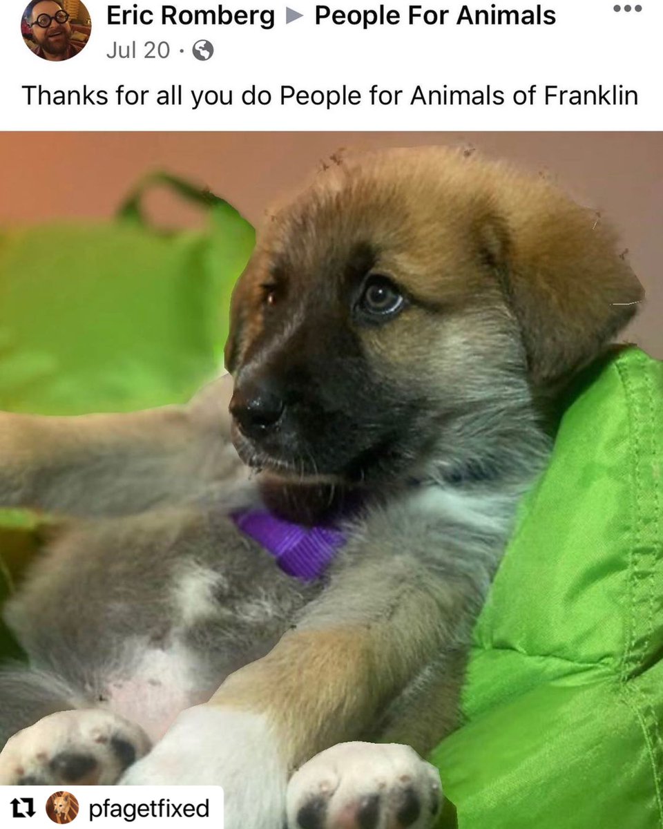 PFAgetfixed's tweet image. $2 from anonymous donor for each new follower #spay #SpayAndNeuter #DogsofTwittter #dogs #nonprofit