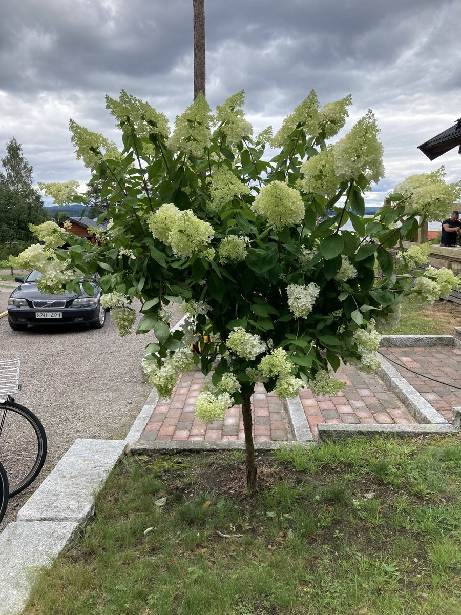 KajSchroder's tweet photo. En sån som står på Stenbordet? https://t.co/e6PZiIExX8
