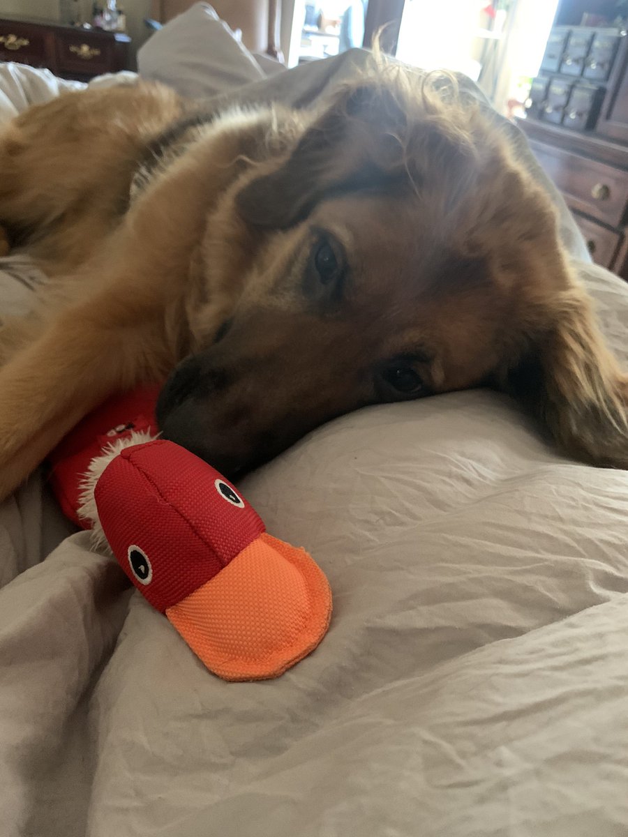 dangillin1's tweet photo. This is Skye! She had a ruff morning! Cuddling in bed with me and her squeak! https://t.co/21qd0Gtxgd
