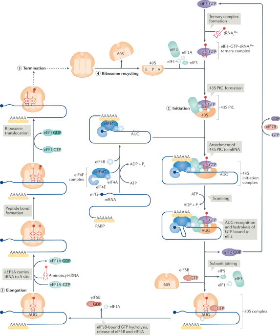 NatureRevCancer's tweet photo. NEW content online! The plasticity of mRNA translation during cancer progression and therapy resistance https://t.co/niNYNpgcQ6 https://t.co/LZhGYR1xdB