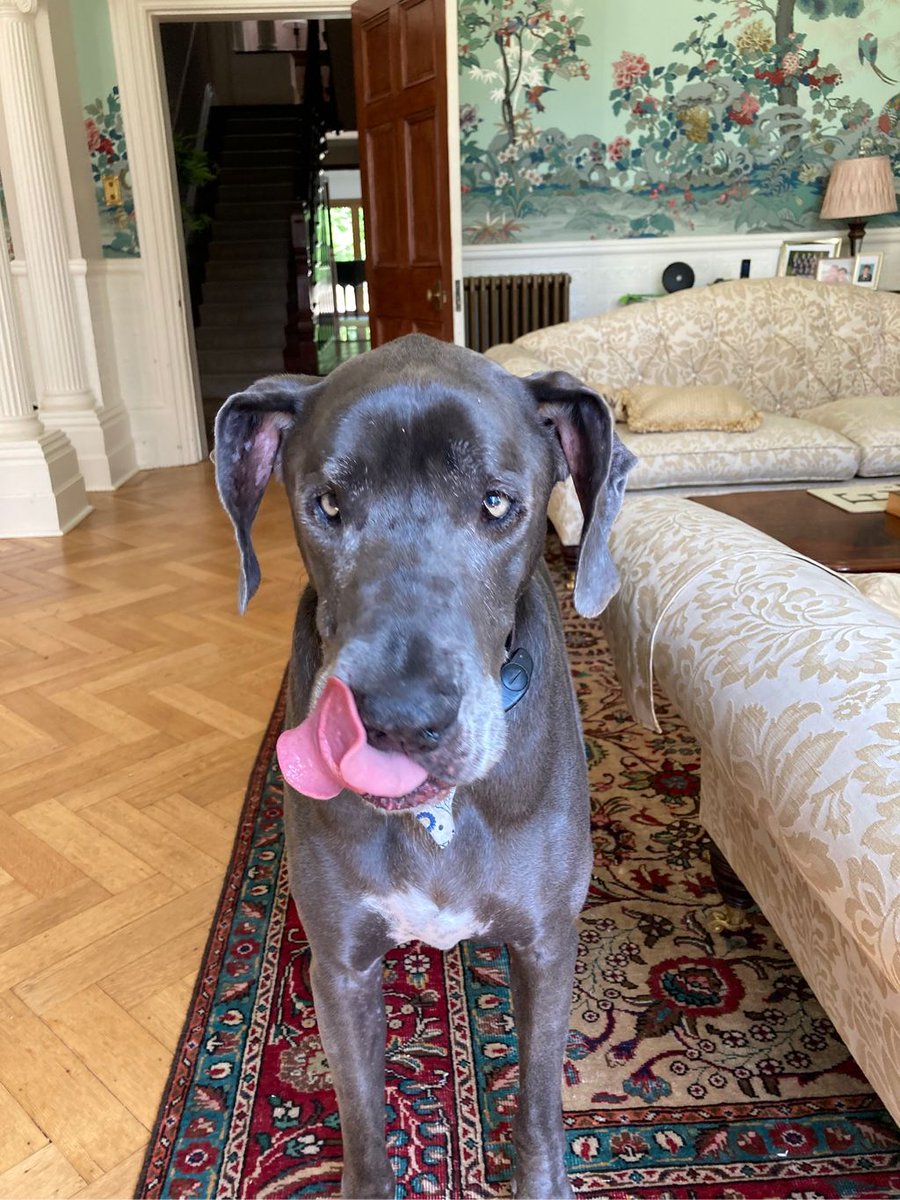 RedWPC's tweet photo. Saffy & Bella #entertainingus #wellhellothere #shadyspotfound #GreatDane #Dachshund #littleandlarge #justsittingherelookingbeautiful #dogsitting #homesecurity #pieceofmind https://t.co/xrQaoU9zcA
